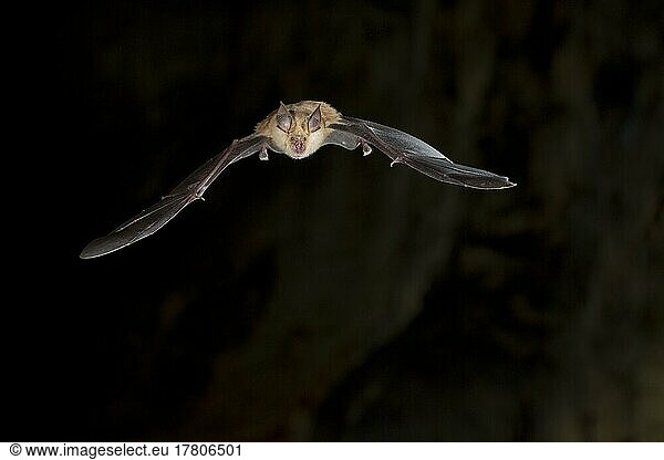 Greater horseshoe bat (Rhinolophus ferrumequinum) in flight  Bulgaria  Europe