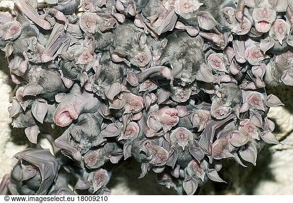 Greater Horseshoe Bat (Rhinolophus ferrumequinum)  young  Bulgaria  Europe
