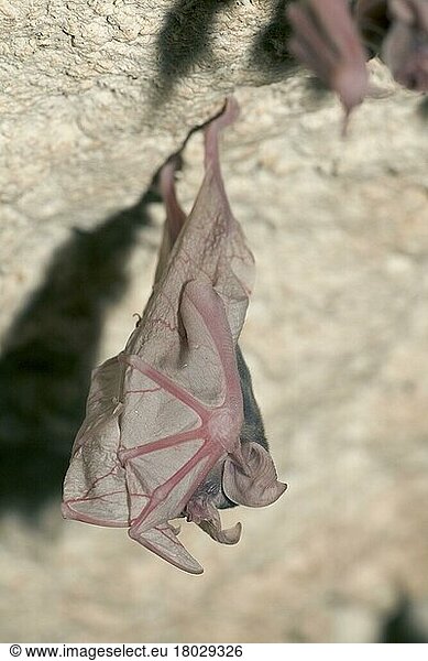 Greater Horseshoe Bat (Rhinolophus ferrumequinum)  young  Bulgaria  Europe