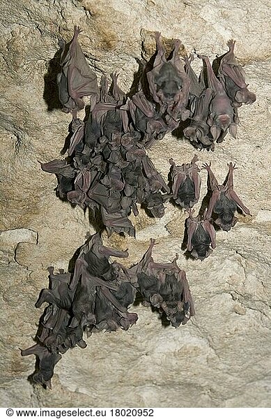 Greater Horseshoe Bats (Rhinolophus ferrumequinum)  youngs  Bulgaria  Europe