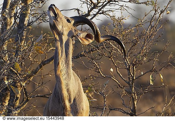 Greater kudu (Tragelaphus strepsiceros)  adult male feeding on leaves  evening light  Kruger National Park  South Africa  Africa.