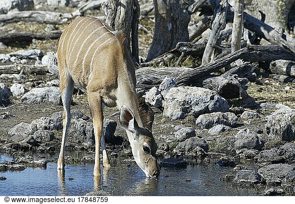 Greater kudu (Tragelaphus strepsiceros)  female  in water  drinking at waterhole  Etosha National Park  Namibia  Africa