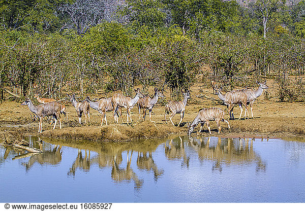 Greater kudu (Tragelaphus strepsiceros) group on riverbank  Kruger National park  South Africa