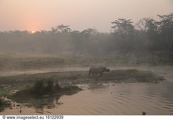 Greater One-horned Rhino (Rhinoceros unicornis) along the river in the misty sunrise  Chitwan National Park  Nepal