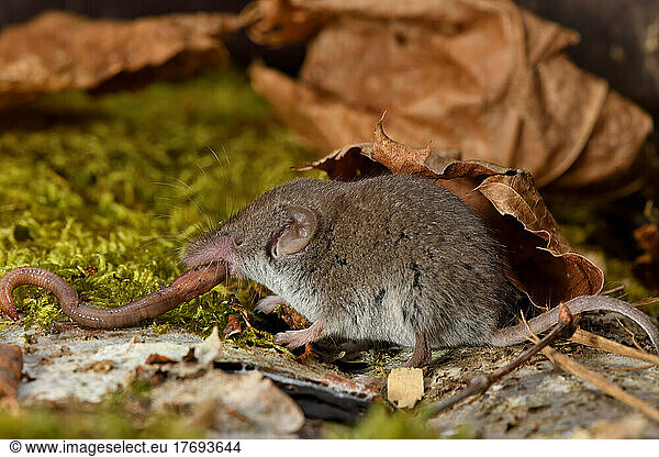 Greater white-toothed shrew (Crocidura russula) eating a worm  France