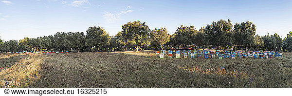 Greece  Beehives in field with trees in background