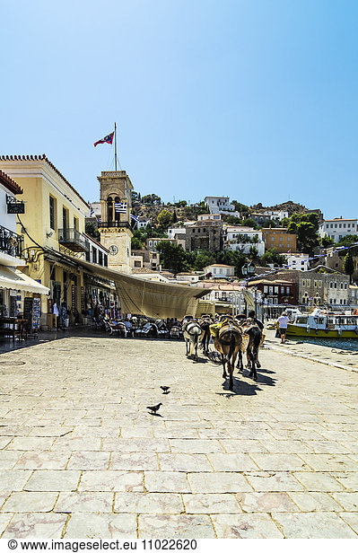 Greece  Hydra  square with mules