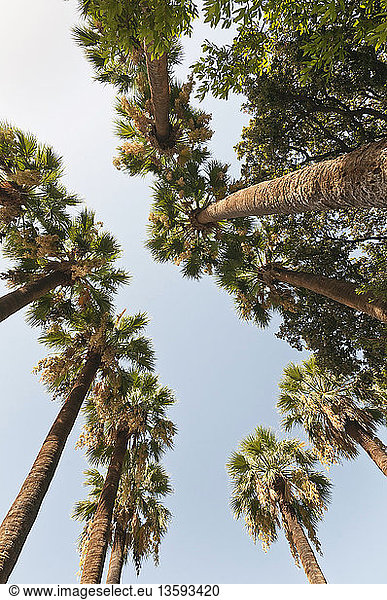 Greece  View upwards to canopy of tall Date palms  Phoenix dactylifera against blue sky.