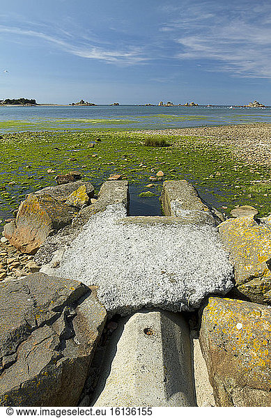 Green algae (Ulva spp) at the exit of a channeled creek,  Porz Scaff,  Plougrescant,  Côtes-d'Armor,  Brittany,  France