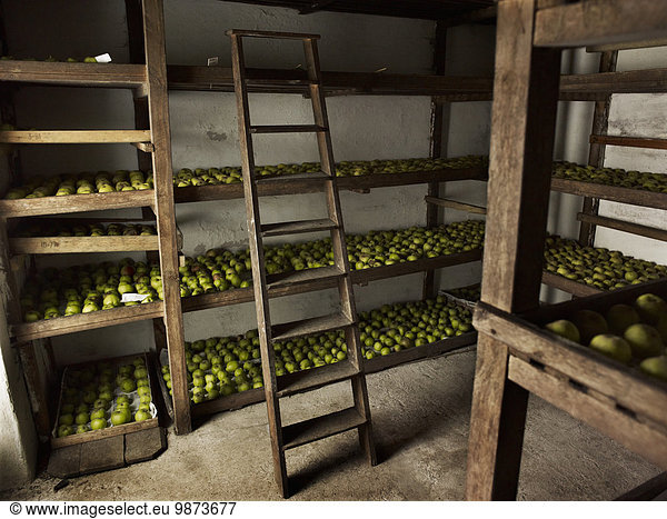 Green apples arranged in rows for over-winter storage on wood shelves.