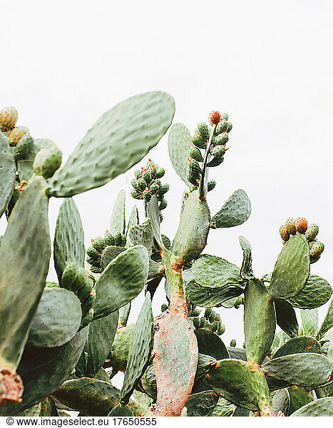 Green cacti growing in summer