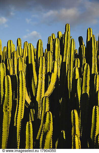 Green cactus in front of sky on sunny day