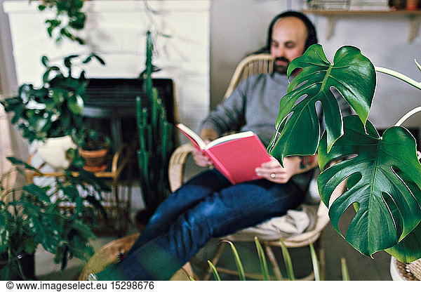 Green cheese plant leaf against man reading book in room at home
