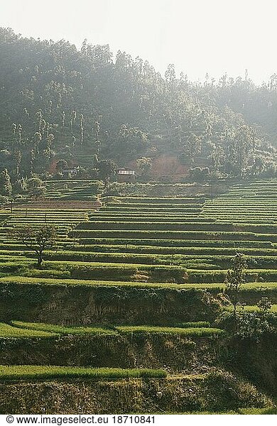 Green Contour hillside farming in Asia