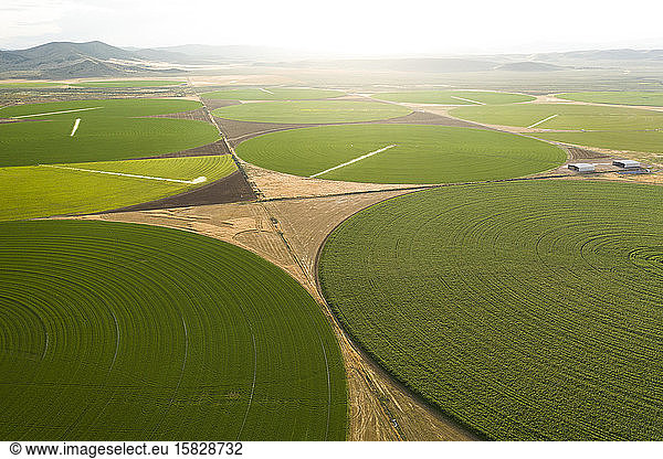 Green Crop Circles Grow in a Remove Nevada Desert