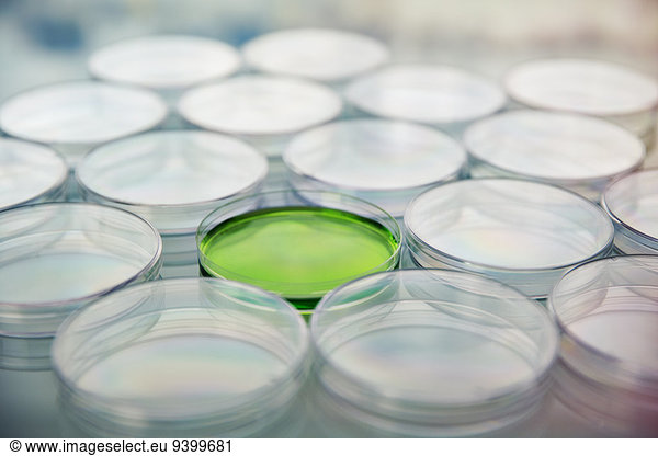 Green cultures in petri dish among empty dishes in lab