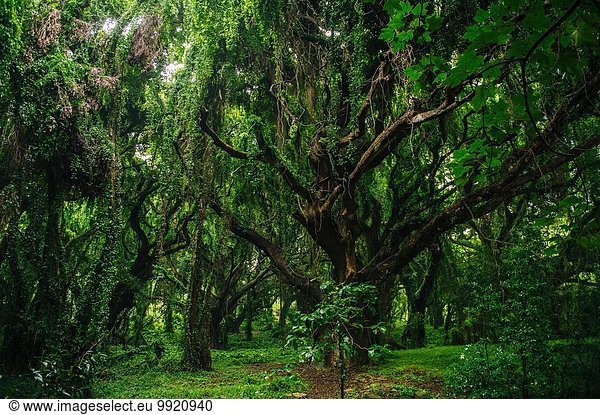 Green forest  Maui  Hawaii