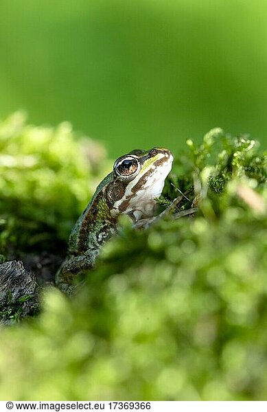 Green frog (Rana esculenta)  sitting camouflaged in moss  North Rhine-Westphalia  Germany  Europe