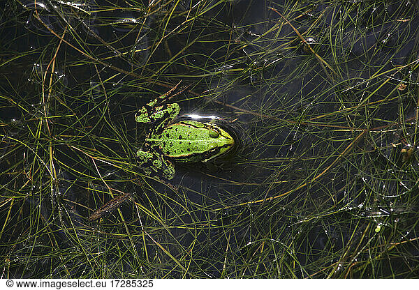 Green frog relaxing in pond