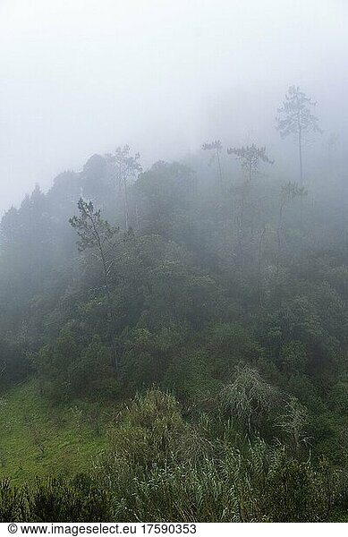 Green gorge with fog near Ribeiro Frio  Madeira  Portugal  Europe