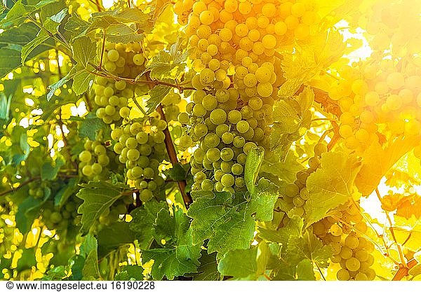 Green grapes on the vine  South Styria  Austria  Europe