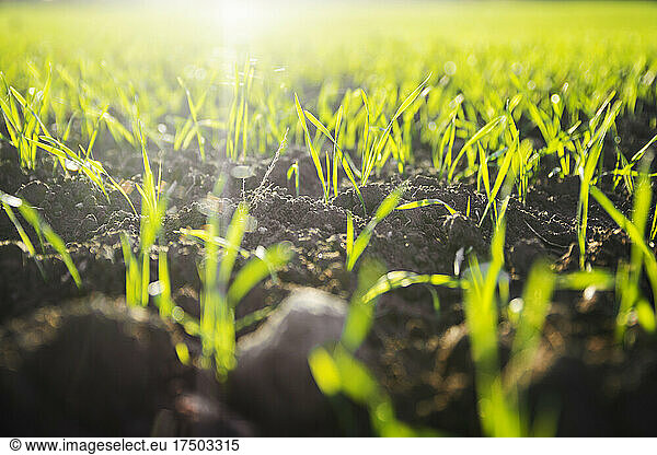 Green grass on soil in forest