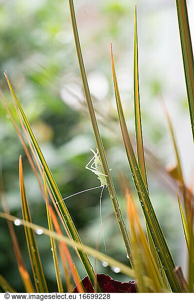 Green grasshopper clinging to a blade of grass