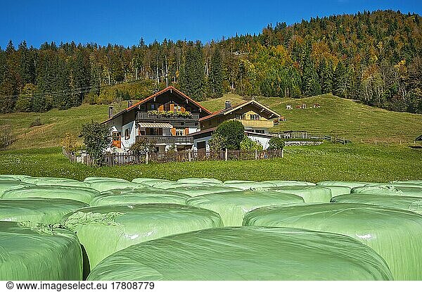 Green hay silo bales and cottages  autumn mixed forest  Jachenau  Bavaria  Germany  Europe