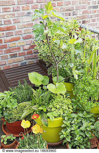 Green herbs cultivated in balcony garden
