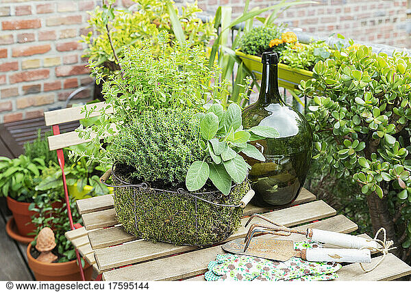 Green herbs cultivated in mossy wire basket standing on balcony table