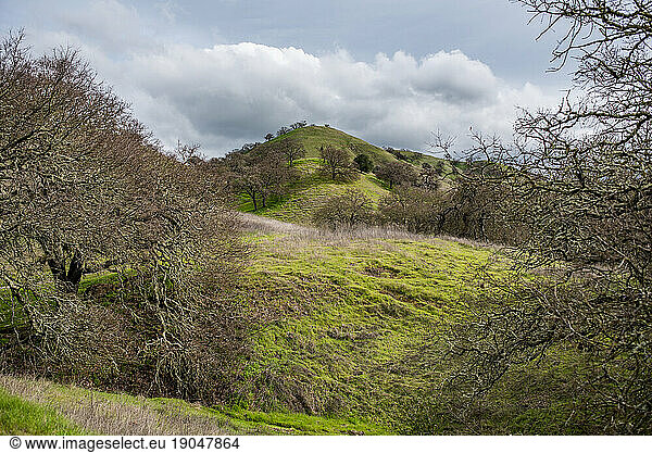 Green hills with oak trees on cloudy day