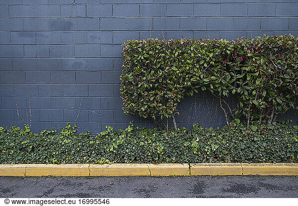 Green ivy plant growing up a wall