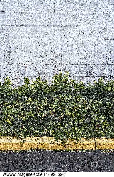 Green ivy plant growing up a wall