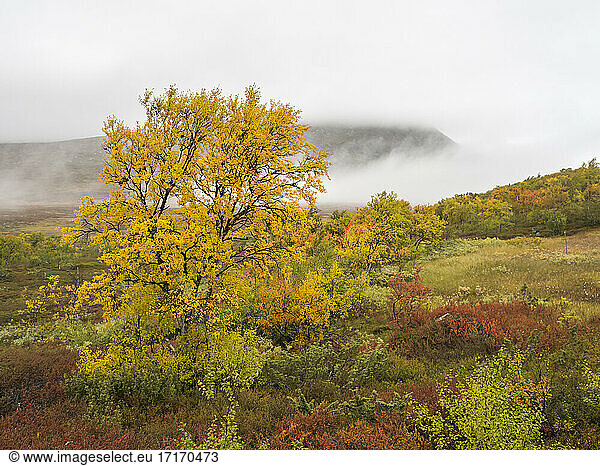 Green landscape against cloudy sky during autumn at Jamtland  Sweden