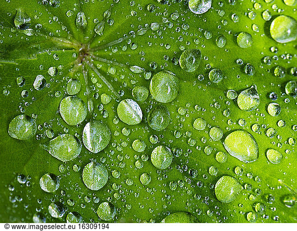 Green leaf covered in raindrops