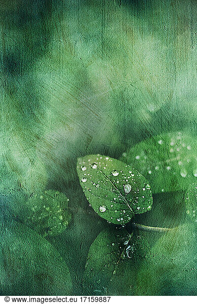 Green leaves covered in raindrops