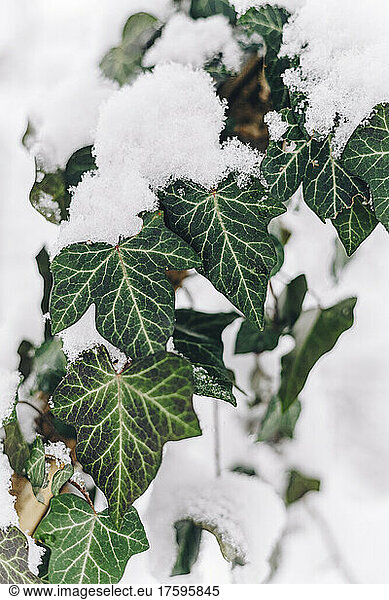 Green leaves covered in snow
