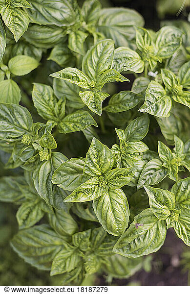 Green leaves of cultivated basil