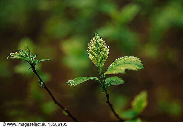 Green leaves of forest tree