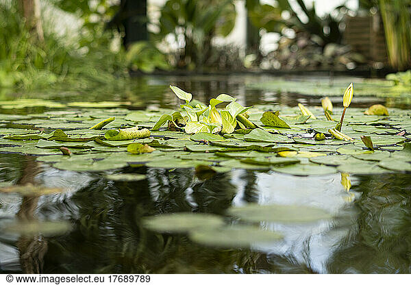 Green leaves of water lilies floating on pond