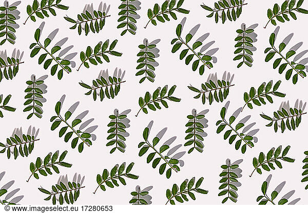 Green leaves on white background  illustration