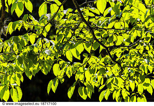green leaves under the summer sun
