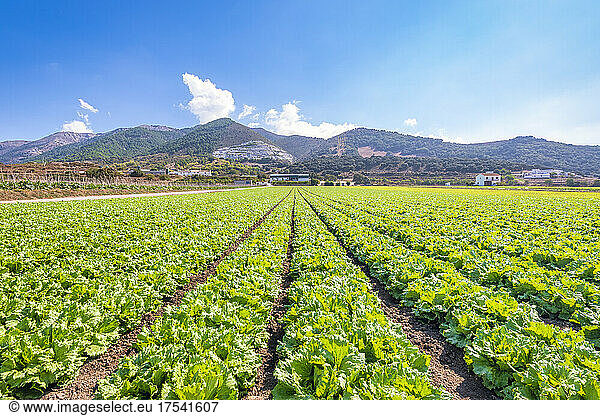 Green lettuce farm in Zafarraya,  Andalucia,  Spain,  Europe