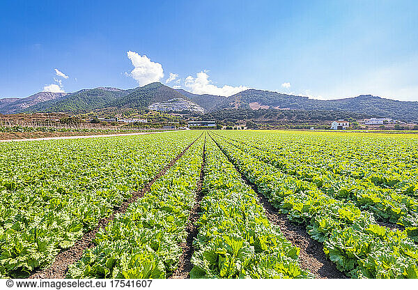 Green lettuce farm in Zafarraya Andalucia Spain Europe