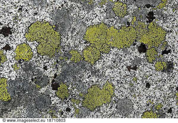 Green lichen grows on a rock in the mountains in British Columbia.