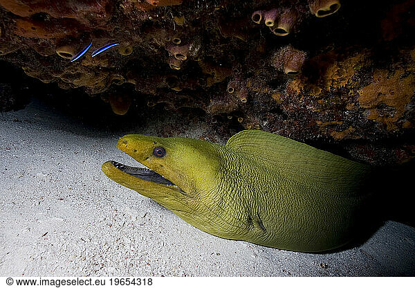 Green moray eel (Gymnothorax funebris) at cleaning station  Key Largo  Florida.