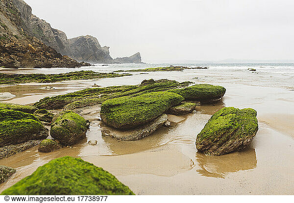 Green moss on rocks amidst water at beach