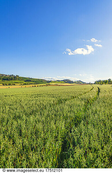 Green oat (Avena sativa) field in summer