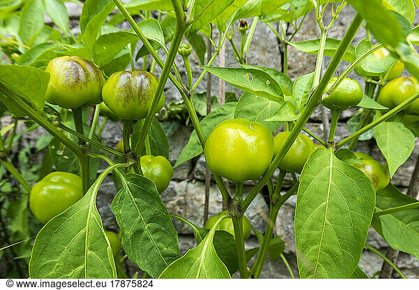 Green peppers growing in vegetable garden
