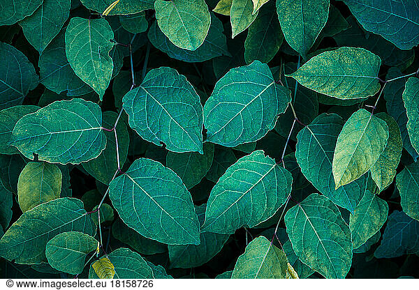 green plant leaves in spring season  green background